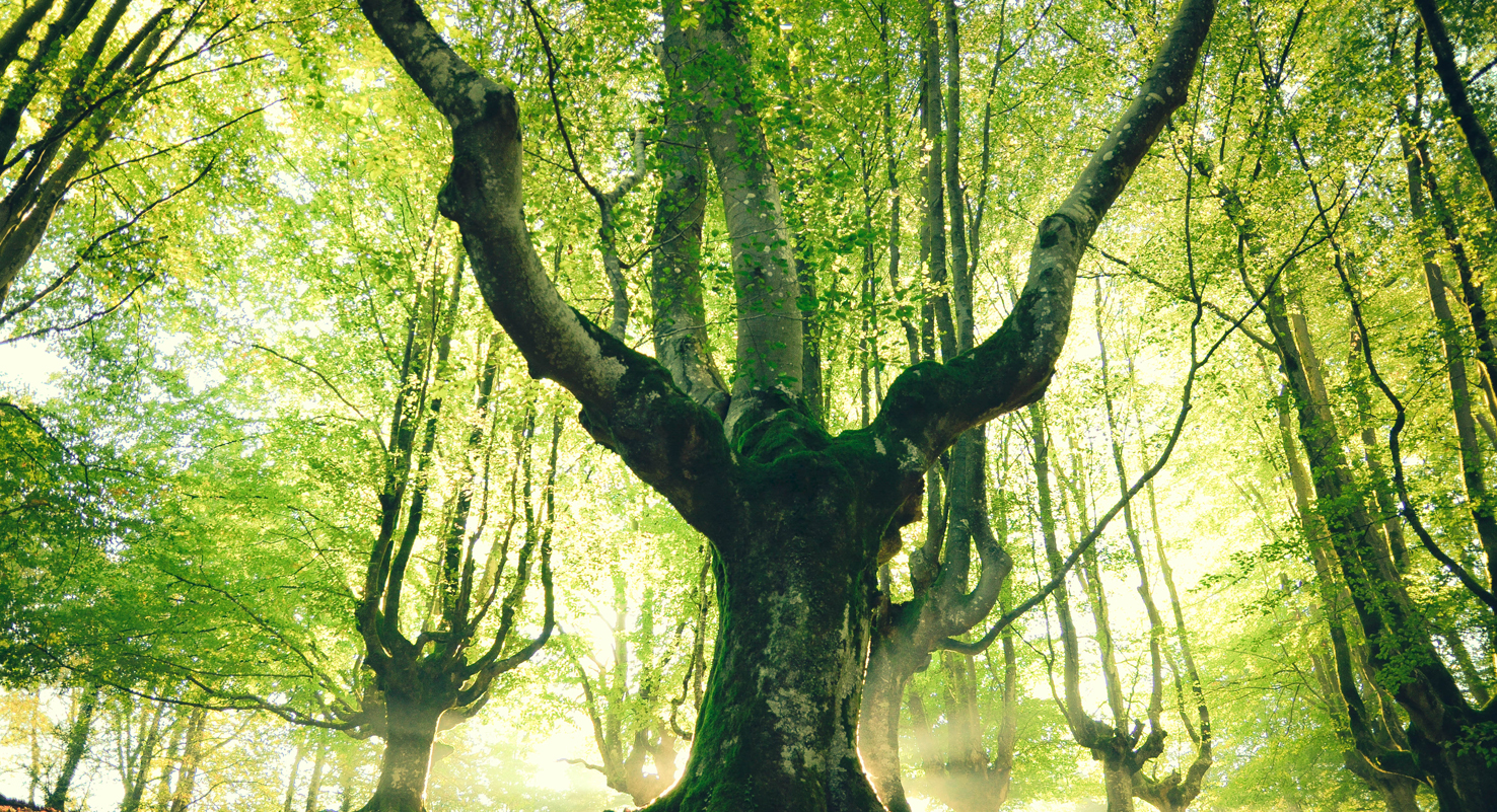 Embalagem sustentável