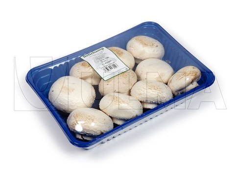 Champignons embalados em bandeja termoselada